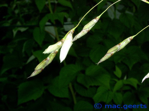 Dierama pendulum